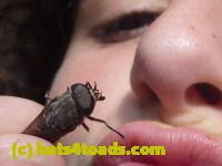 /home//u458753944/public_html/sourcegallery////////////////Insects and small critters/flies (Diptera)/P1040891.JPG